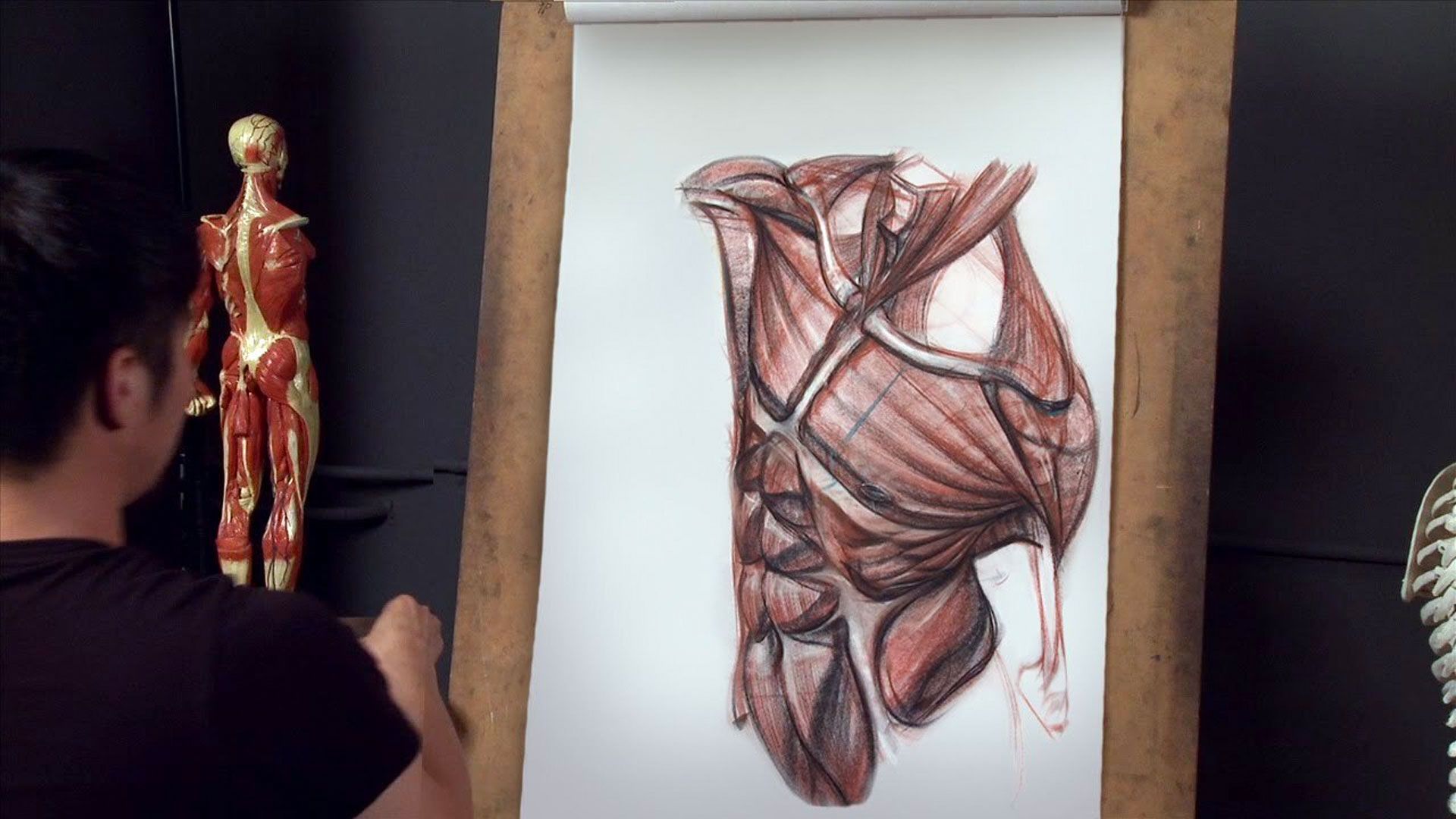 Anatomy Workshop Vol. 5 - Structure and Anatomy of the Human Torso with Charles Hu